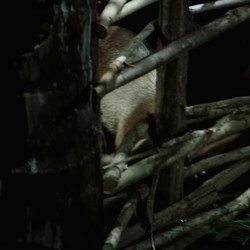 Rambo.First.Blood.Part.II.1985.1080p.BluRayRip.EAC3.5.1.x265-Lootera